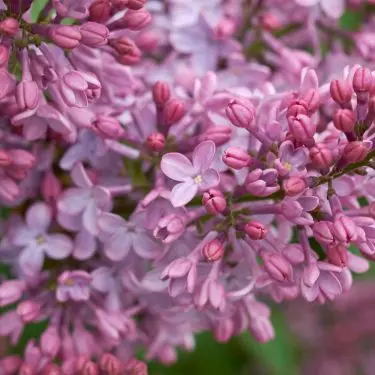 Plantning og pasning af syrener 